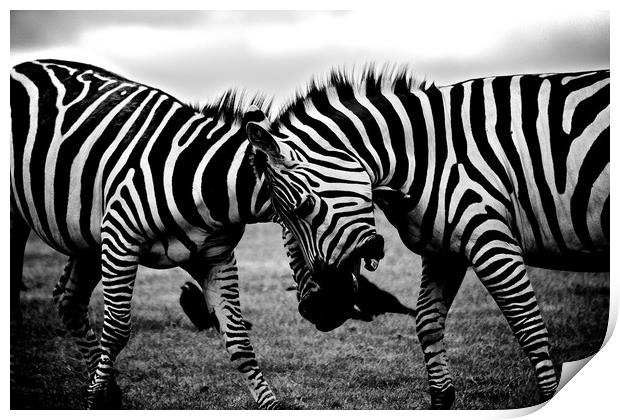Zebras Playing Print by Travelling Photographer