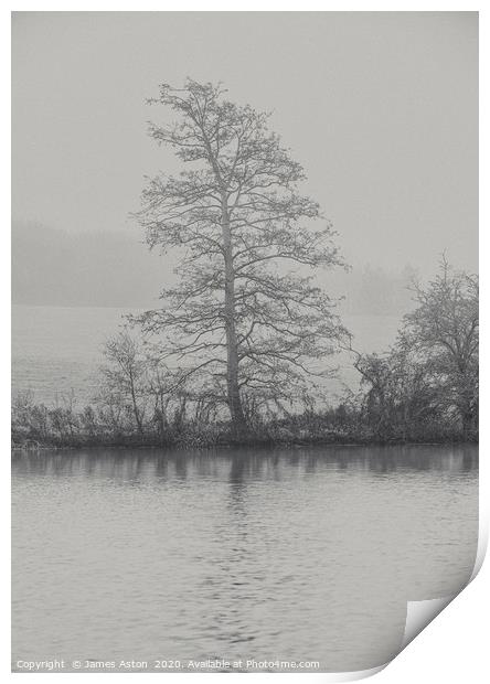 The Tree by the Lake  Print by James Aston