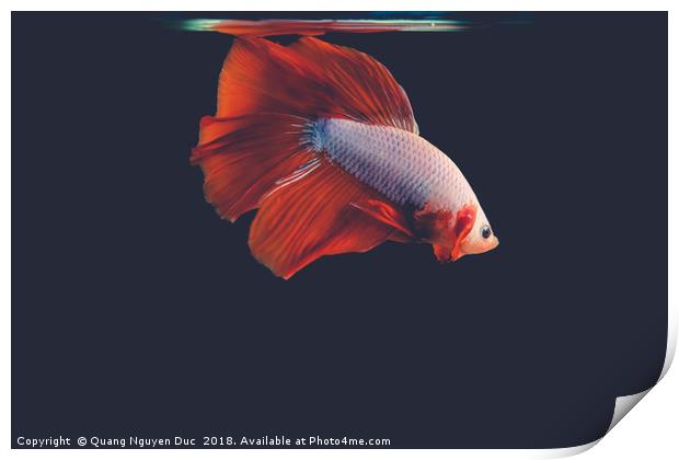 Betta Fighting Fish Print by Quang Nguyen Duc