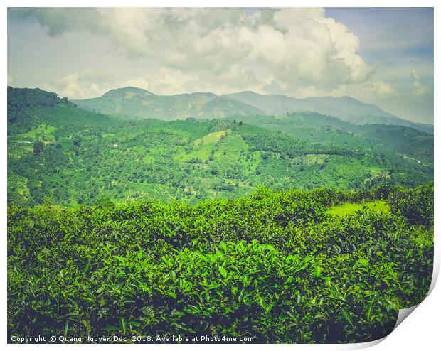 Green Tea Plantation on Mountain Print by Quang Nguyen Duc