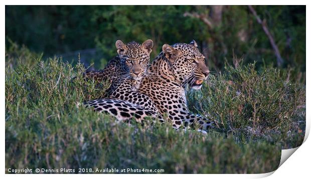 Leopard with Cub Print by Dennis Platts