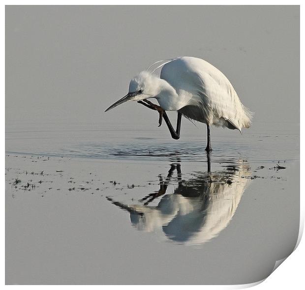 Little Egret Print by Trevor Coates