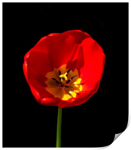 Red Tulip Print by Phil Page