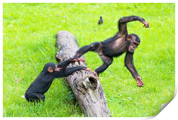 Two baby Chimps playing on a log. Print by Andrew Michael