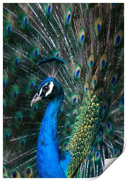 Indian blue peacock displaying plumage Print by Andrew Michael