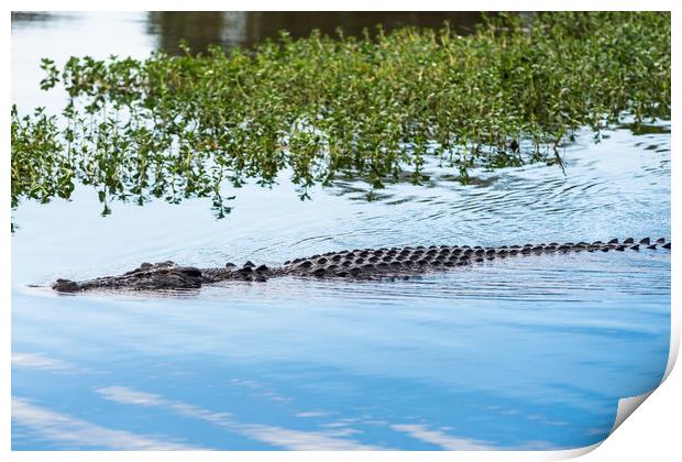 Saltwater crocodile in Kakadu Print by Andrew Michael