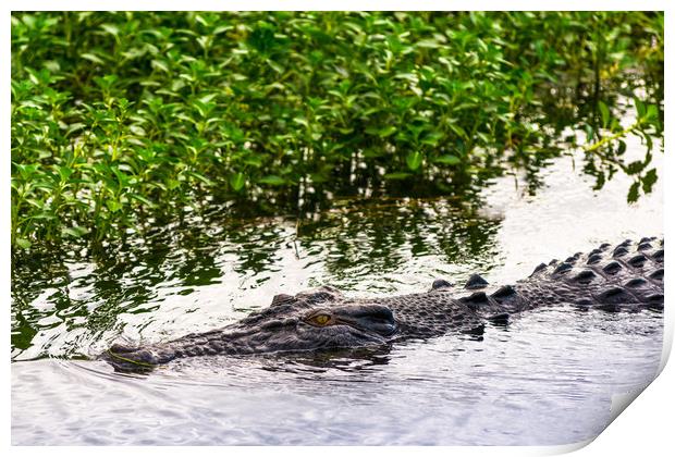 Saltwater crocodile in Kakadu National Park Print by Andrew Michael