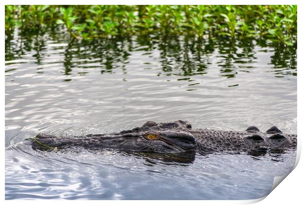 Saltwater crocodile in Kakadu Print by Andrew Michael