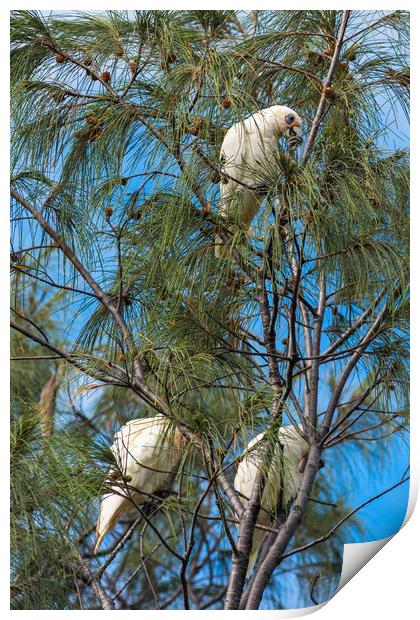 Goffin Cockatoos in the trees at Cape Byron Bay Print by Andrew Michael