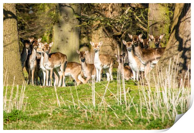 Fallow Deer (Dama dama) in woods of Holkham park Print by Andrew Michael