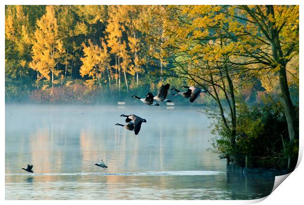 Canada Geese in flight.  Print by Andrew Michael
