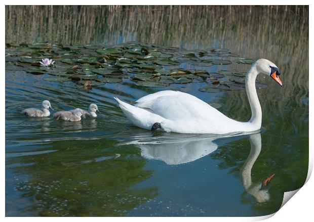 Mute swan mother and new born cygnets  Print by Andrew Michael