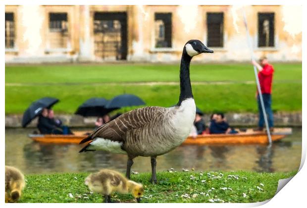 Canadian goose with newly born baby goslings Print by Andrew Michael