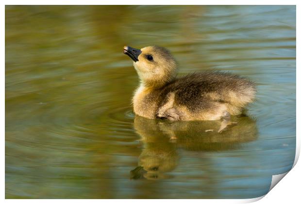 Baby Greylag goose Print by Andrew Michael
