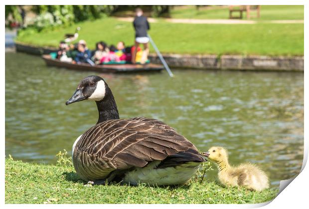 Canadian goose with baby gosling in Cambridge Print by Andrew Michael