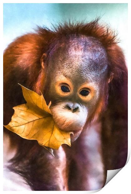 Cute baby orangutan Print by Andrew Michael