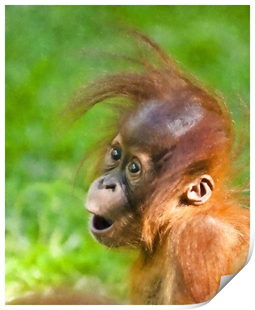 Baby Orangutan looks on in wonder  Print by Andrew Michael
