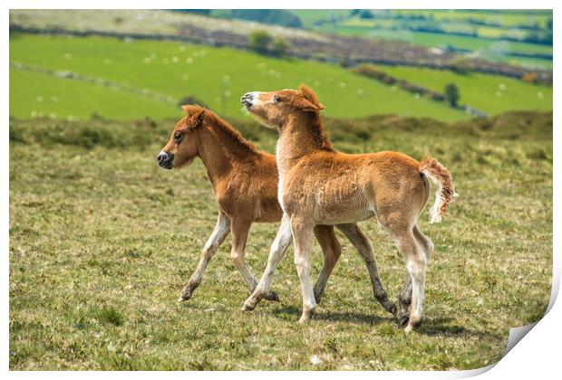 Two Dartmoor pony foals Print by Andrew Michael