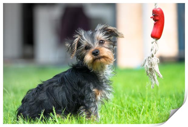 Yorkshire Terrier puppy Print by Andrew Michael