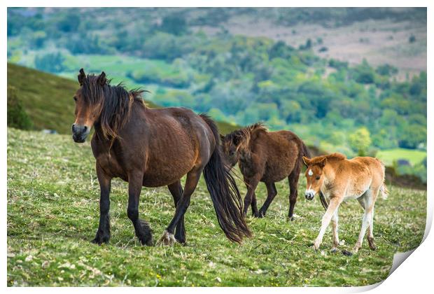 Dartmoor ponies Print by Andrew Michael