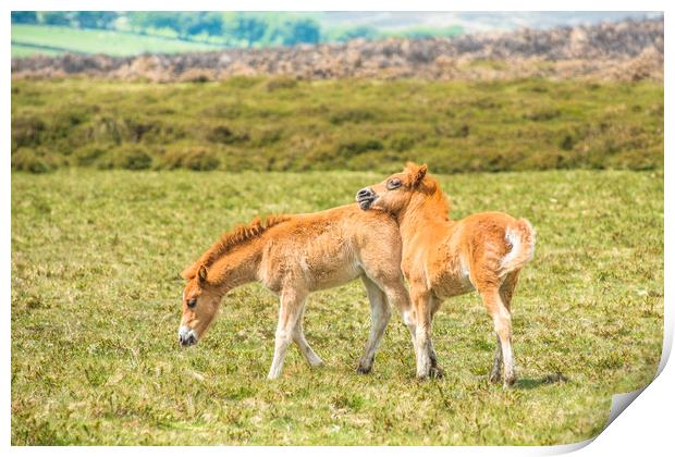 Baby ponies Dartmoor Print by Andrew Michael