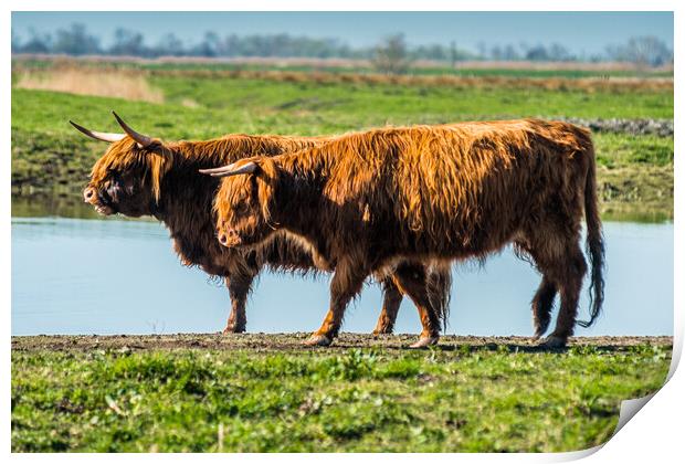 Highland cattle grazing on Wicken Fen Print by Andrew Michael