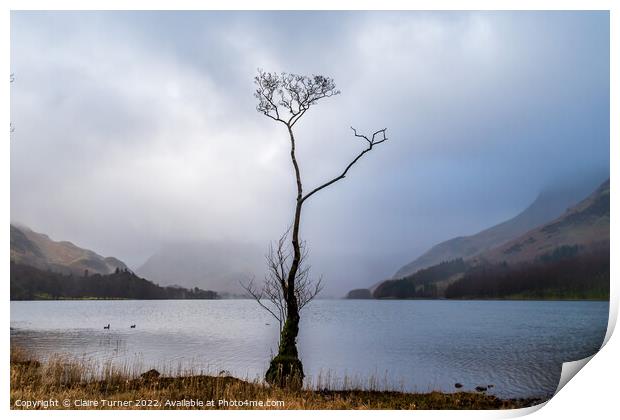 Lone tree at Buttermere Print by Claire Turner