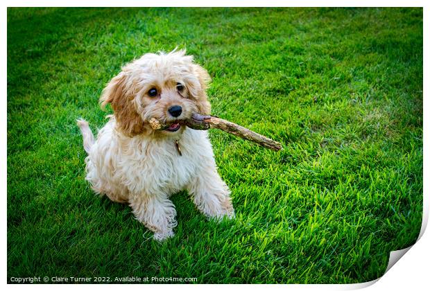 Cavapoo puppy sat on grass with its stick Print by Claire Turner
