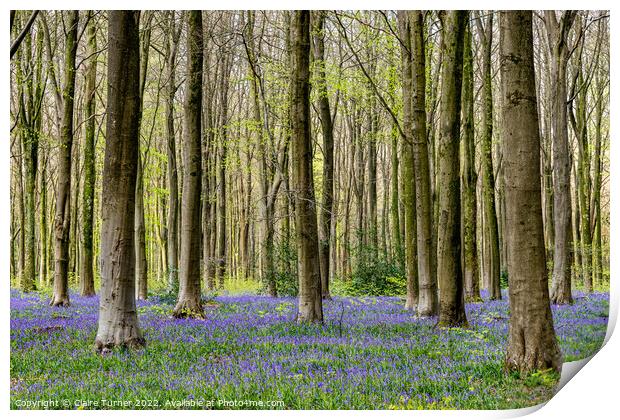 Bluebells in Wild Woods #3 Print by Claire Turner