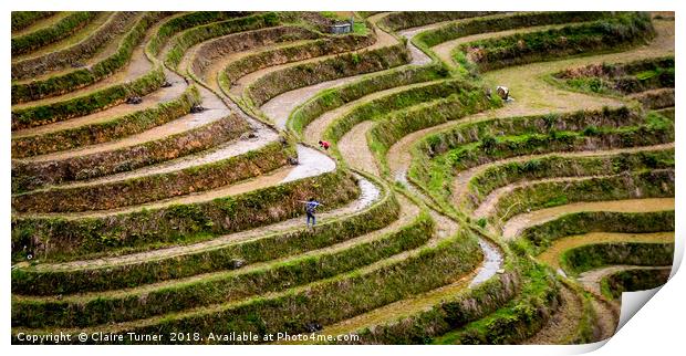 Rice terraces in China Print by Claire Turner