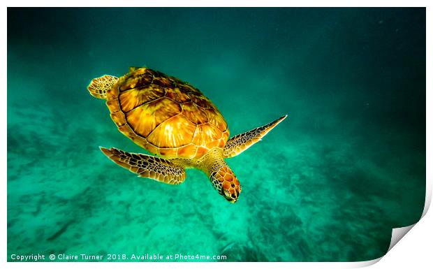Green turtle  Print by Claire Turner