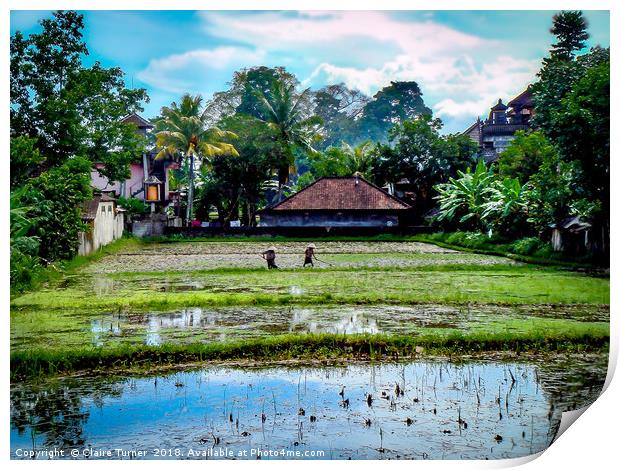 Tropical rice field Print by Claire Turner