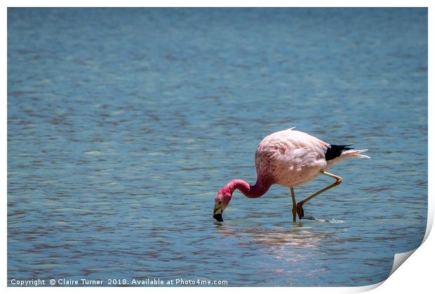 Flamingo in water Print by Claire Turner