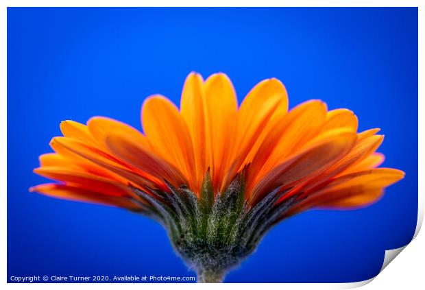 Orange Gerbera Daisy Print by Claire Turner