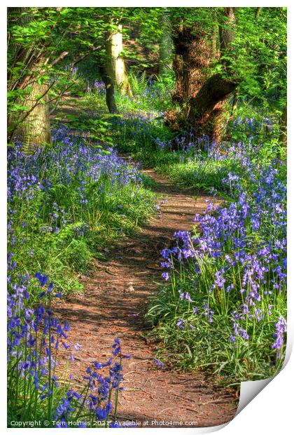 Bluebell Path Print by Tom Holmes