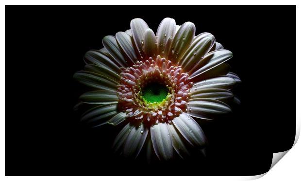 Lovely Germini-gerbera  Print by D Buttolph Photography