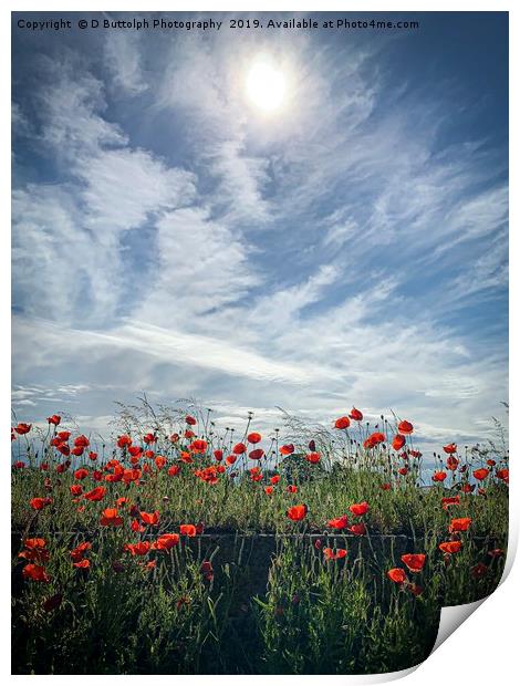 Lovely Poppy’s  Print by D Buttolph Photography