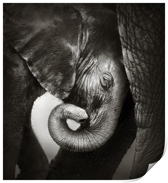 Baby elephant seeking comfort Print by Johan Swanepoel