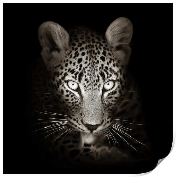 Leopard portrait in the dark Print by Johan Swanepoel