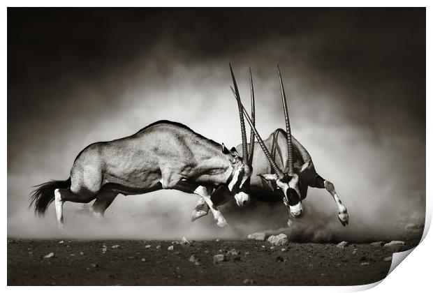 Gemsbok fight Print by Johan Swanepoel