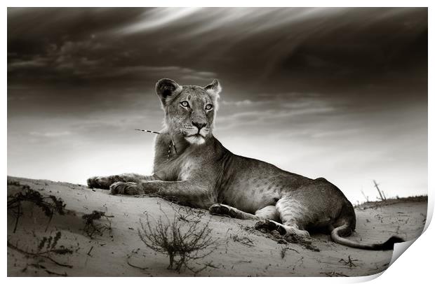 Lioness on desert dune Print by Johan Swanepoel