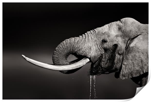 Elephant bull drinking water Print by Johan Swanepoel