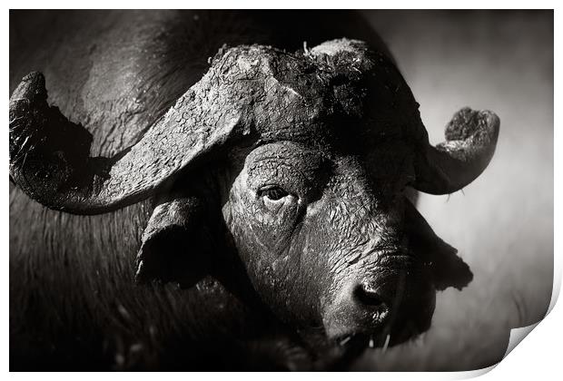 African buffalo portrait (Syncerus caffer) - Kruge Print by Johan Swanepoel