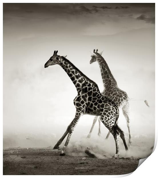 Majestic Giraffe Stampede Print by Johan Swanepoel