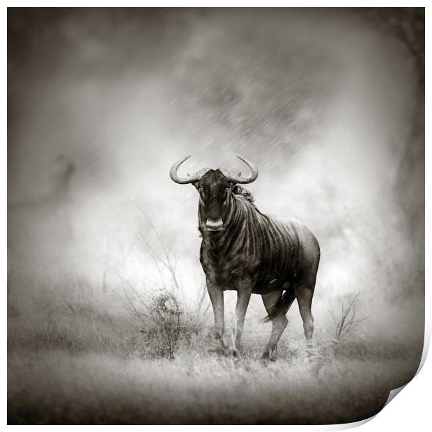 Blue Wildebeest in rainstorm Print by Johan Swanepoel