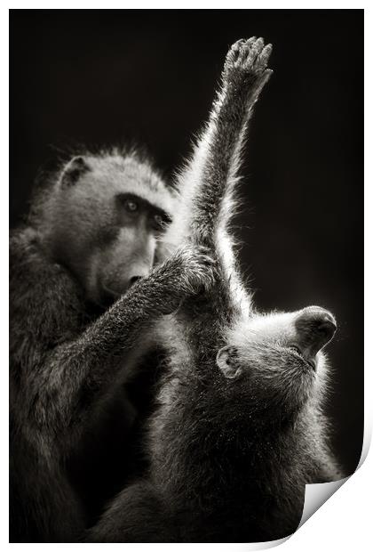 Chacma Baboons Grooming Print by Johan Swanepoel