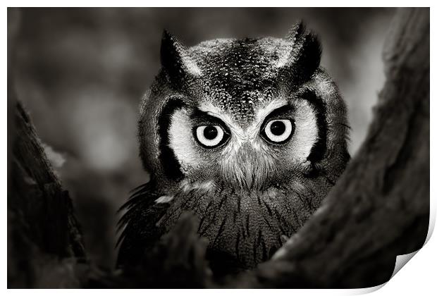 Whitefaced Owl portrait Print by Johan Swanepoel