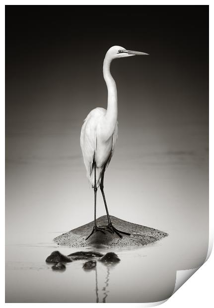 Great white egret perched on Hippopotamus Print by Johan Swanepoel