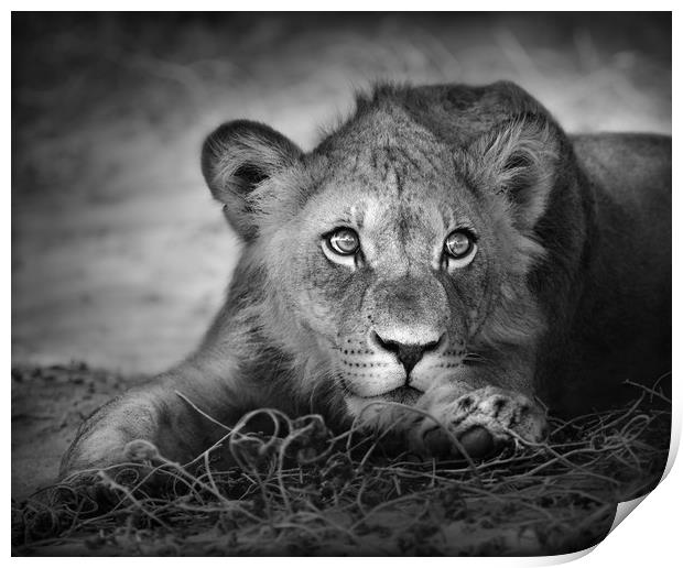 Young lion portrait Print by Johan Swanepoel