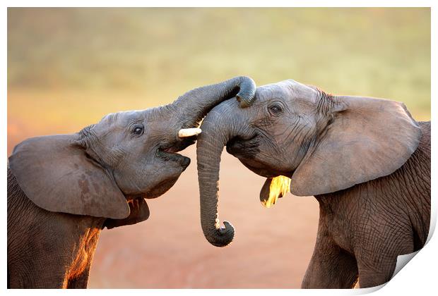 Elephants touching each other gently Print by Johan Swanepoel